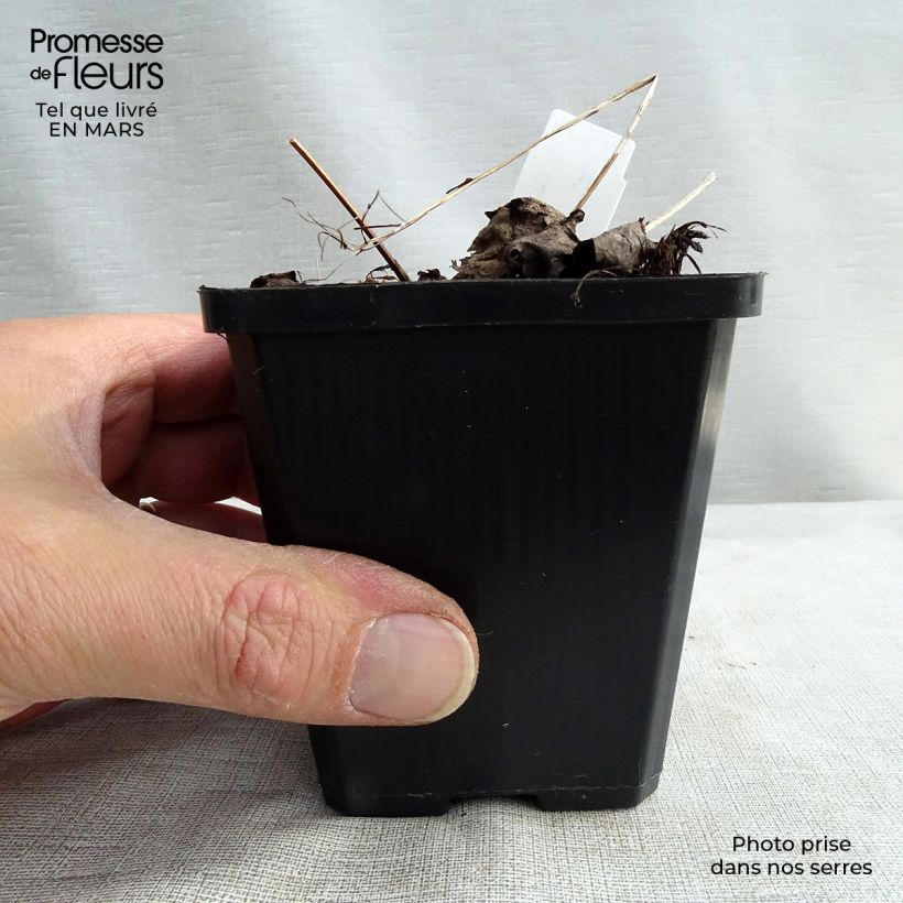 Amostra de Saxifraga fortunei Rubrifolia - Saxifrage à feuilles noires Godet de 8/9 cm tal como entregue no inverno