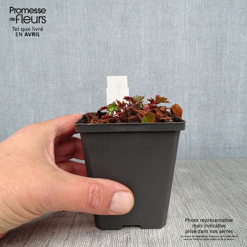Amostra de Saxifraga fortunei Rubrifolia Vaso de 8/9 cm tal como entregue na primavera