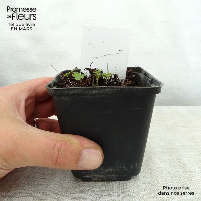 Amostra de Saxifraga fortunei Sugar Plum Fairy - Saxifrage Godet de 8/9 cm tal como entregue na primavera