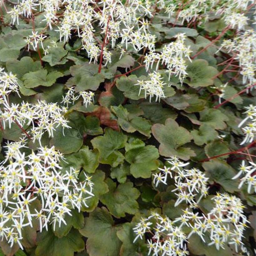 Saxifraga fortunei Wada (Folhagem)