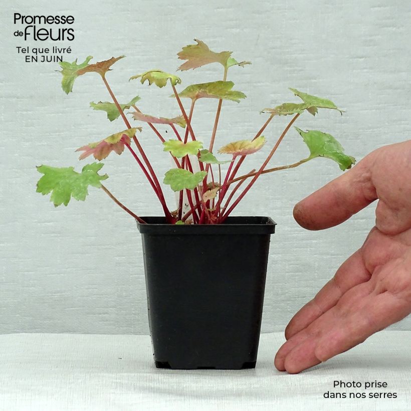 Amostra de Saxifraga fortunei Wada Vaso de 8/9 cm tal como entregue no verão