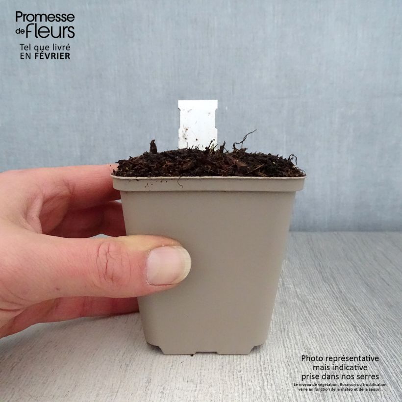 Amostra de Saxifraga fortunei Wada - Saxifrage Godet de 8/9 cm tal como entregue no inverno