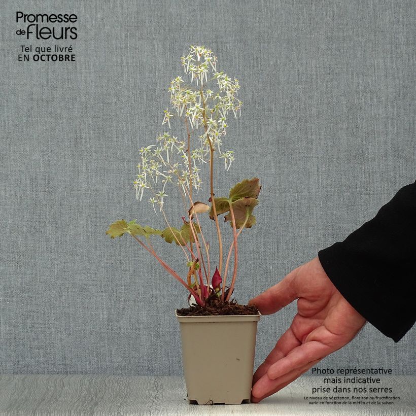 Amostra de Saxifraga fortunei Wada Vaso de 8/9 cm tal como entregue no outono