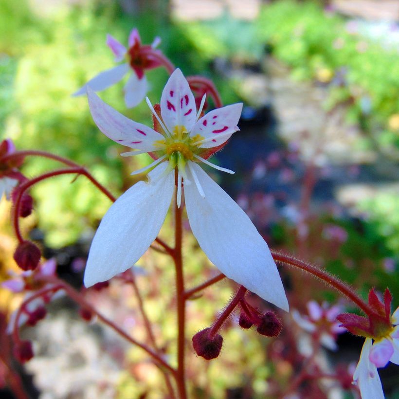 Saxifraga stolonifera Cuscutiformis (Floração)