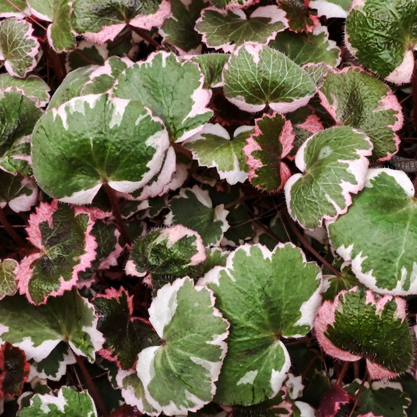 Saxifraga stolonifera Variegata - Saxífraga-morango (Folhagem)