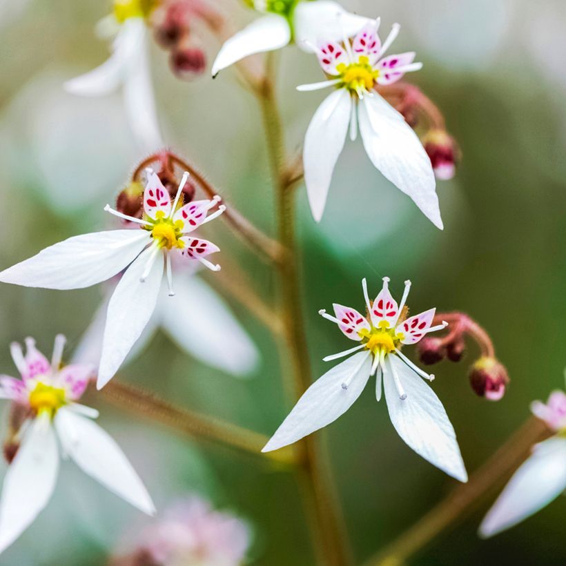 Saxifraga stolonifera Variegata - Saxífraga-morango (Floração)