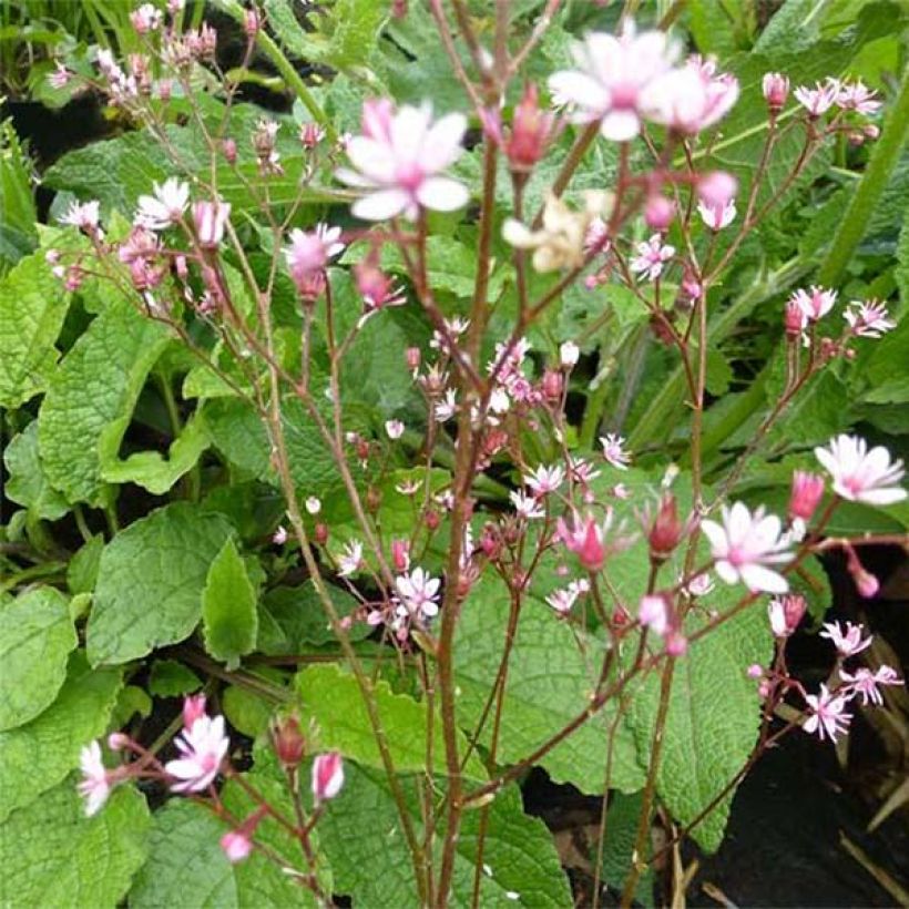 Saxifraga umbrosa Clarence Elliott (Floração)