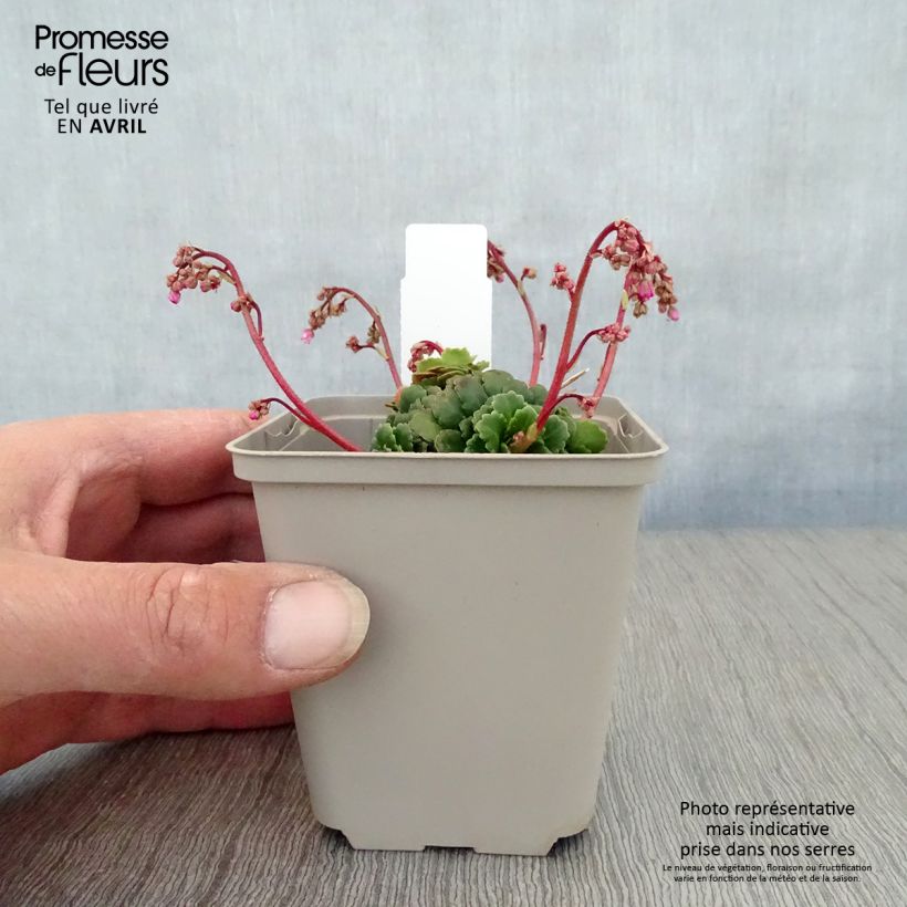 Amostra de Saxifraga umbrosa Clarence Elliott Vaso de 8/9 cm tal como entregue na primavera