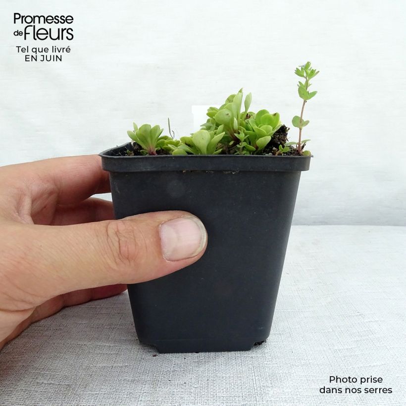 Amostra de Saxifraga umbrosa Clarence Elliott Vaso de 8/9 cm tal como entregue no verão