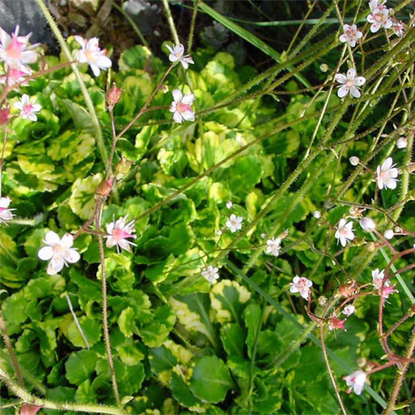 Saxifraga umbrosa Variegata (Floração)