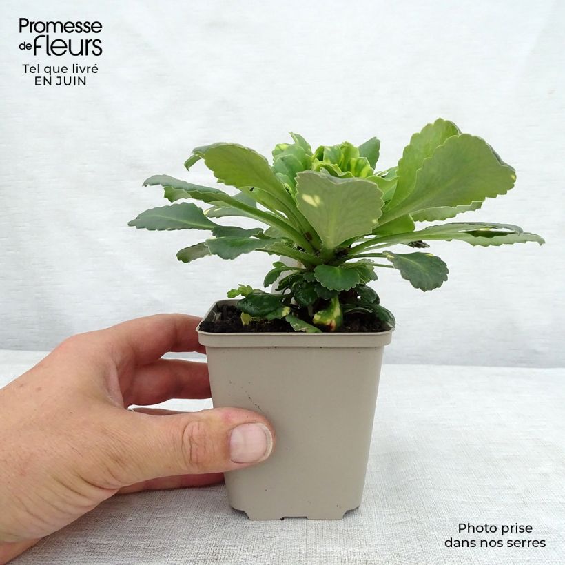Amostra de Saxifraga umbrosa Variegata Vaso de 8/9 cm tal como entregue no verão