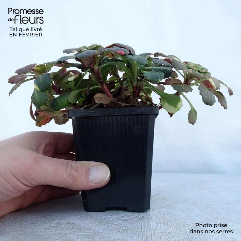 Amostra de Saxifraga umbrosa Variegata Vaso de 8/9 cm tal como entregue no inverno