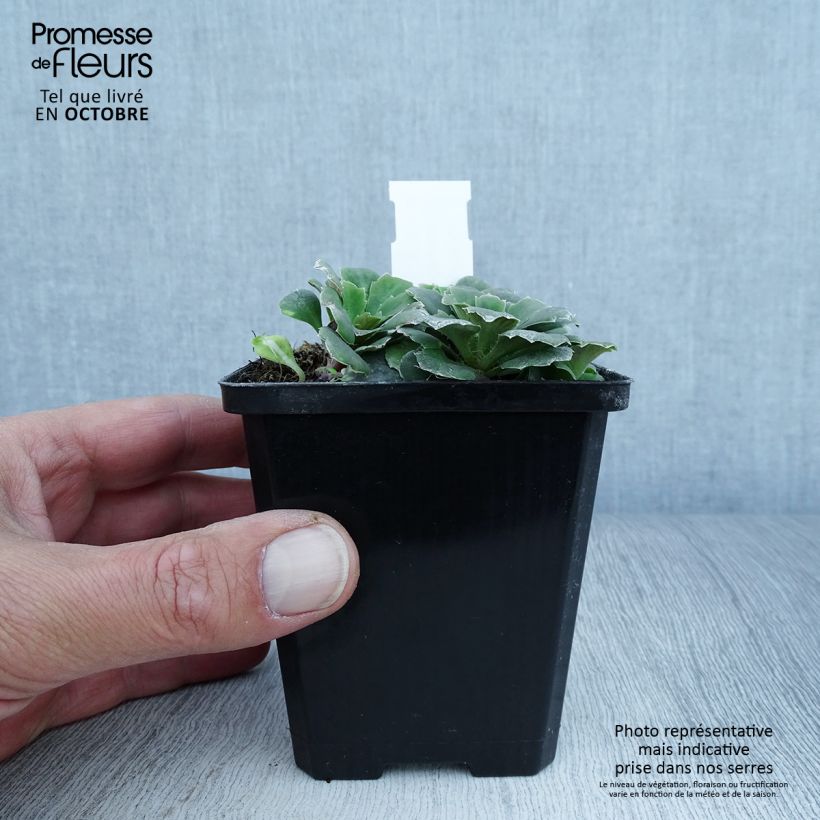 Amostra de Saxifraga umbrosa Variegata Vaso de 8/9 cm tal como entregue no outono