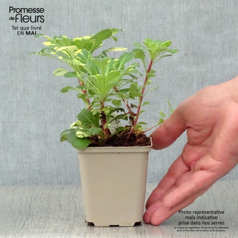 Amostra de Saxifraga umbrosa Variegata Vaso de 8/9 cm tal como entregue na primavera