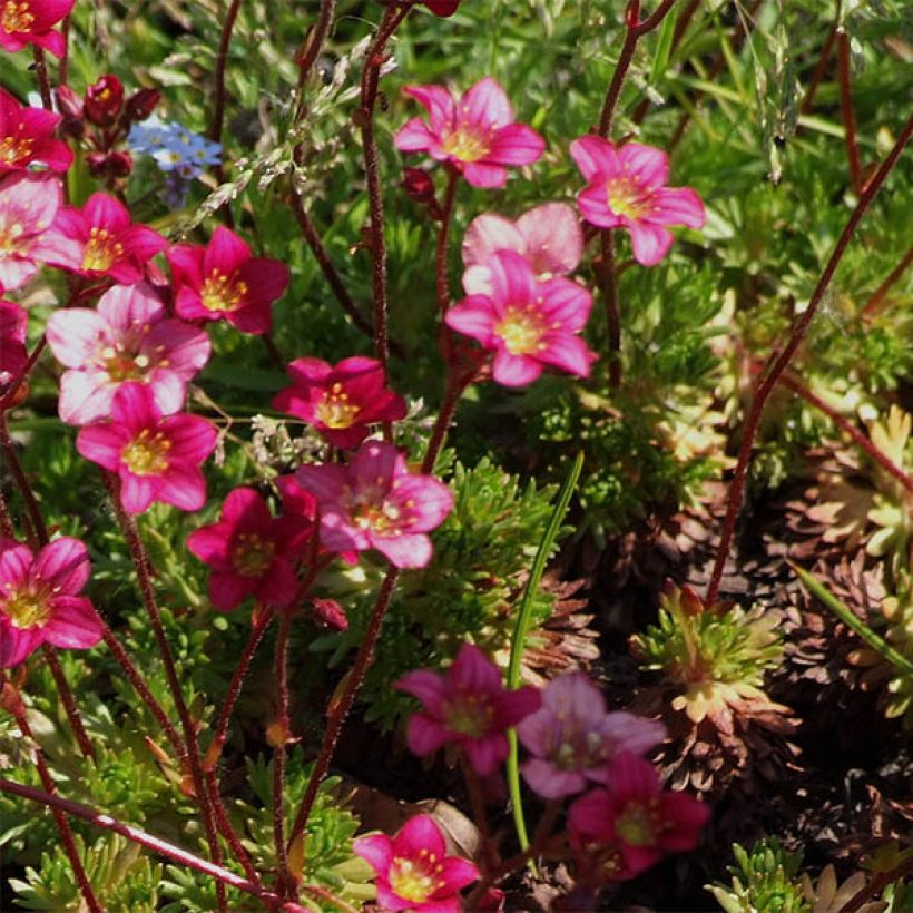 Saxifraga arendsii Pixie (Floração)