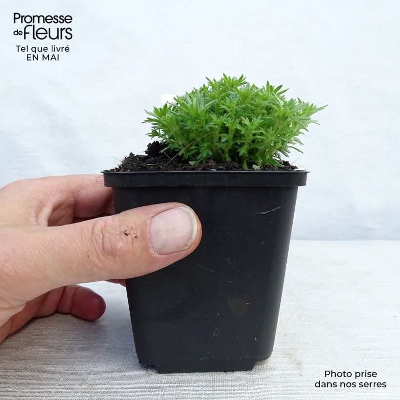 Amostra de Saxifraga arendsii Pixie Vaso de 8/9 cm tal como entregue na primavera