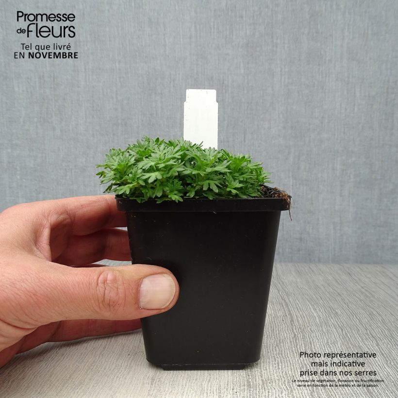 Amostra de Saxifraga arendsii Pixie Vaso de 8/9 cm tal como entregue no outono