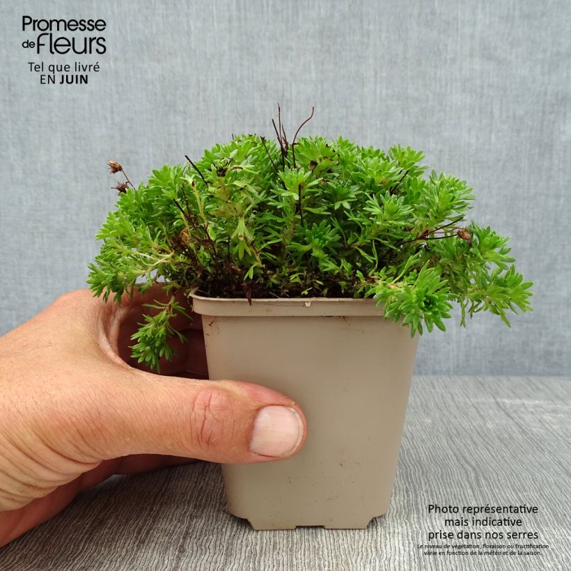 Amostra de Saxifraga arendsii Pixie Vaso de 8/9 cm tal como entregue no verão