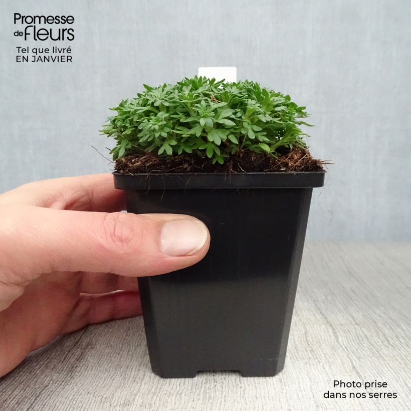 Amostra de Saxifraga x arendsii Pixie - Saxifrage mousse Vaso de 8/9 cm tal como entregue no inverno