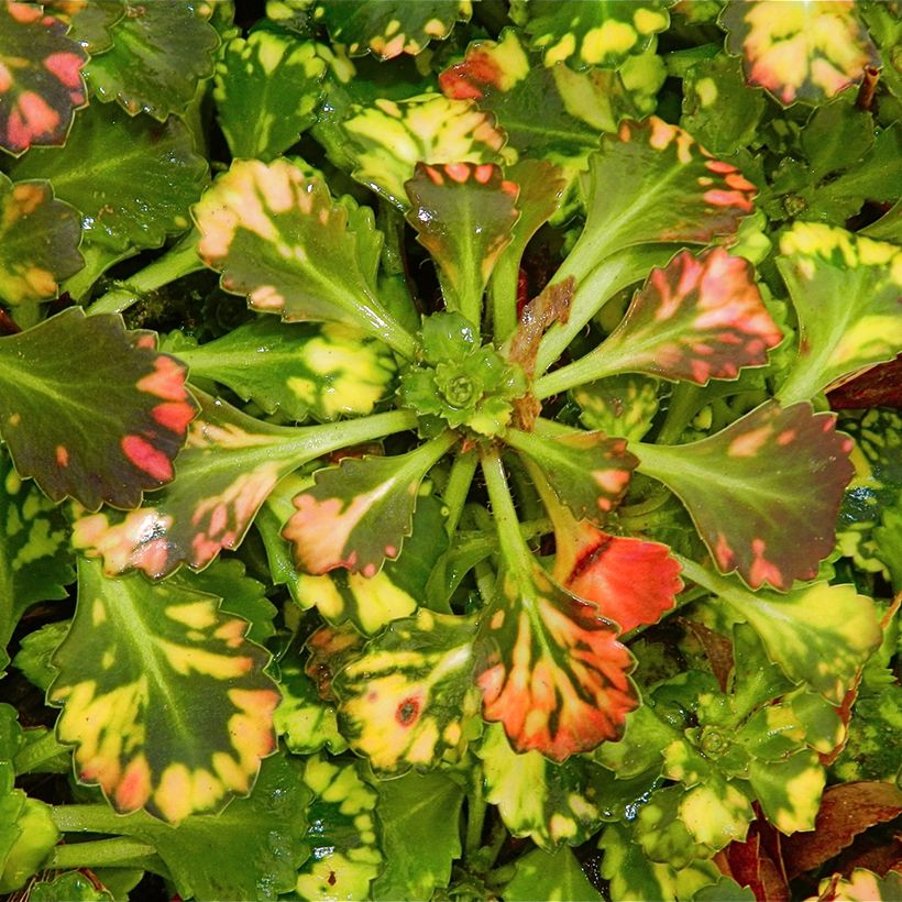 Saxifraga x urbium Aureopunctata (Folhagem)