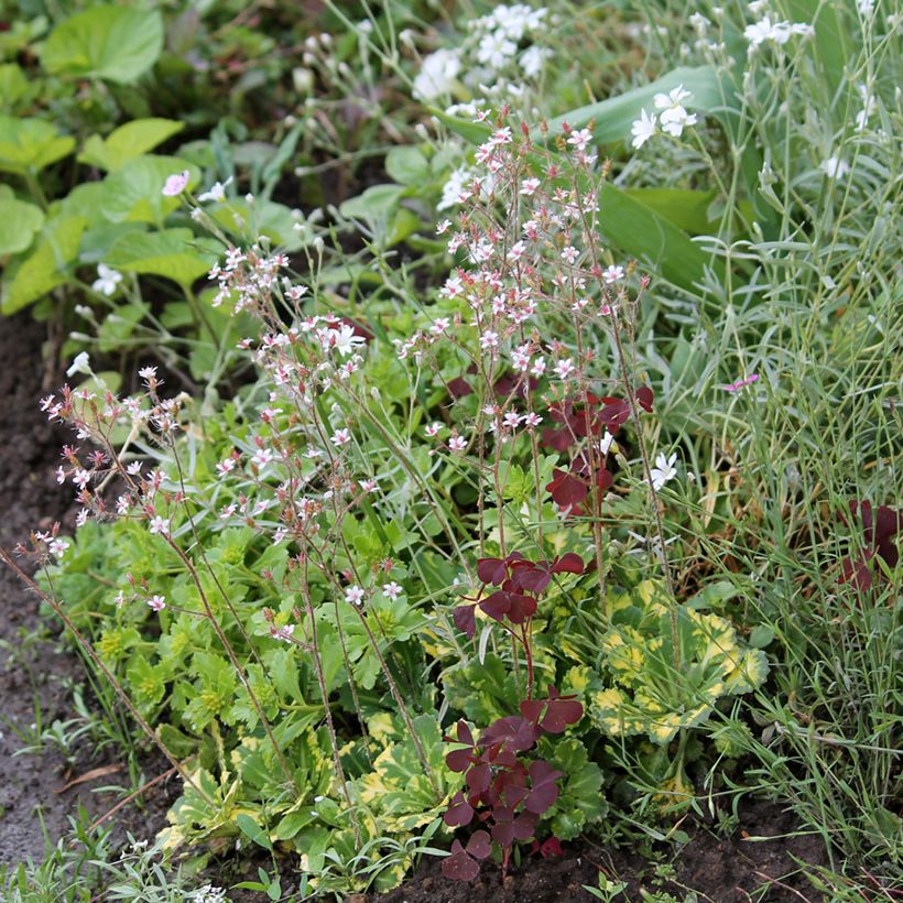 Saxifraga x urbium Aureopunctata (Hábito)