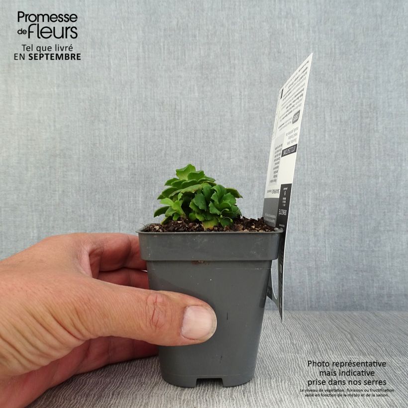 Amostra de Saxifraga x urbium Aureopunctata Vaso de 8/9 cm tal como entregue no outono