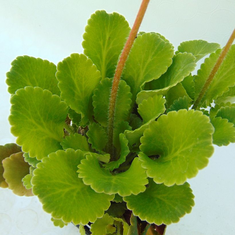 Saxifraga x urbium (Folhagem)