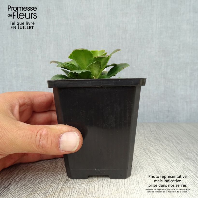 Amostra de Saxifraga x urbium Vaso de 8/9 cm tal como entregue no verão