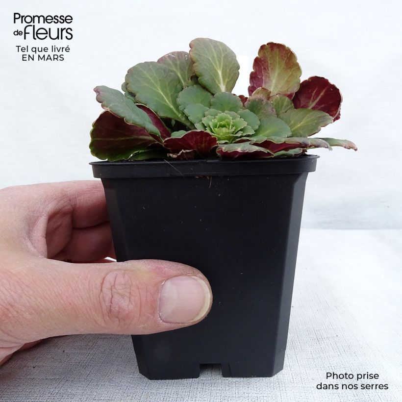 Amostra de Saxifraga x urbium Vaso de 8/9 cm tal como entregue na primavera