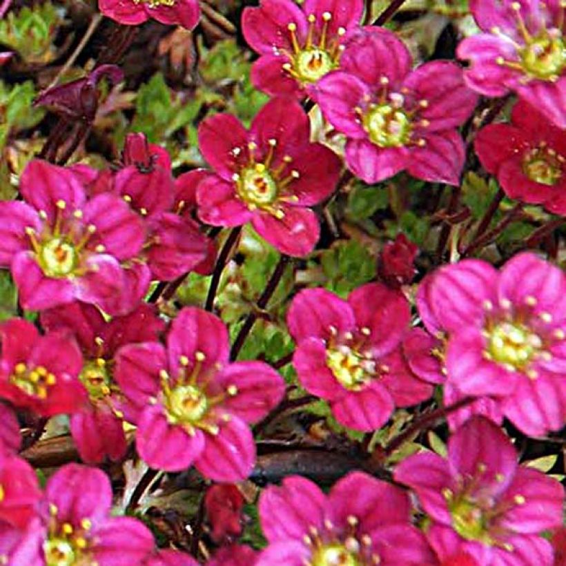 Saxifraga arendsii Peter Pan (Floração)