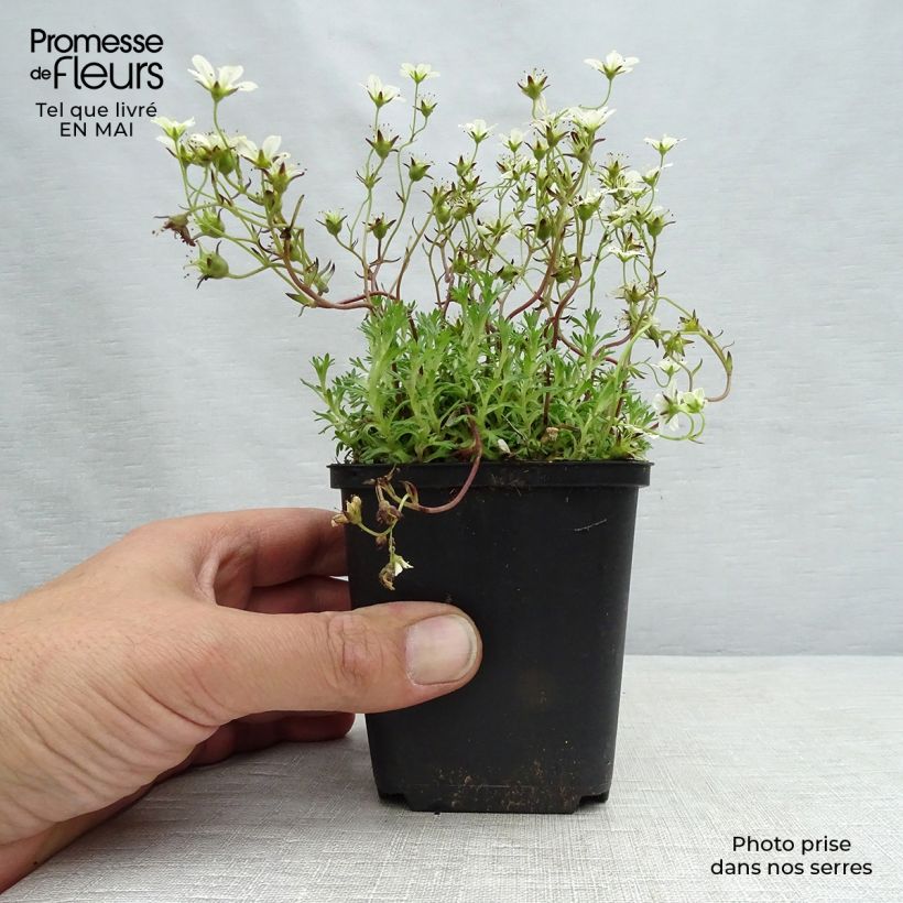 Amostra de Saxifraga arendsii Pixie White Vaso de 8/9 cm tal como entregue na primavera