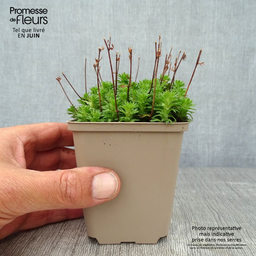 Amostra de Saxifraga arendsii Pixie White Vaso de 8/9 cm tal como entregue no verão