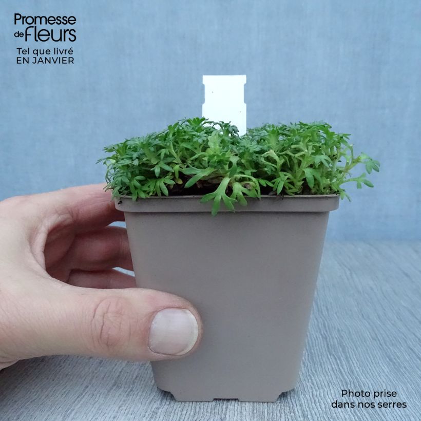 Amostra de Saxifrage arendsii Pixie White - Gazon Turc Vaso de 8/9 cm tal como entregue no inverno