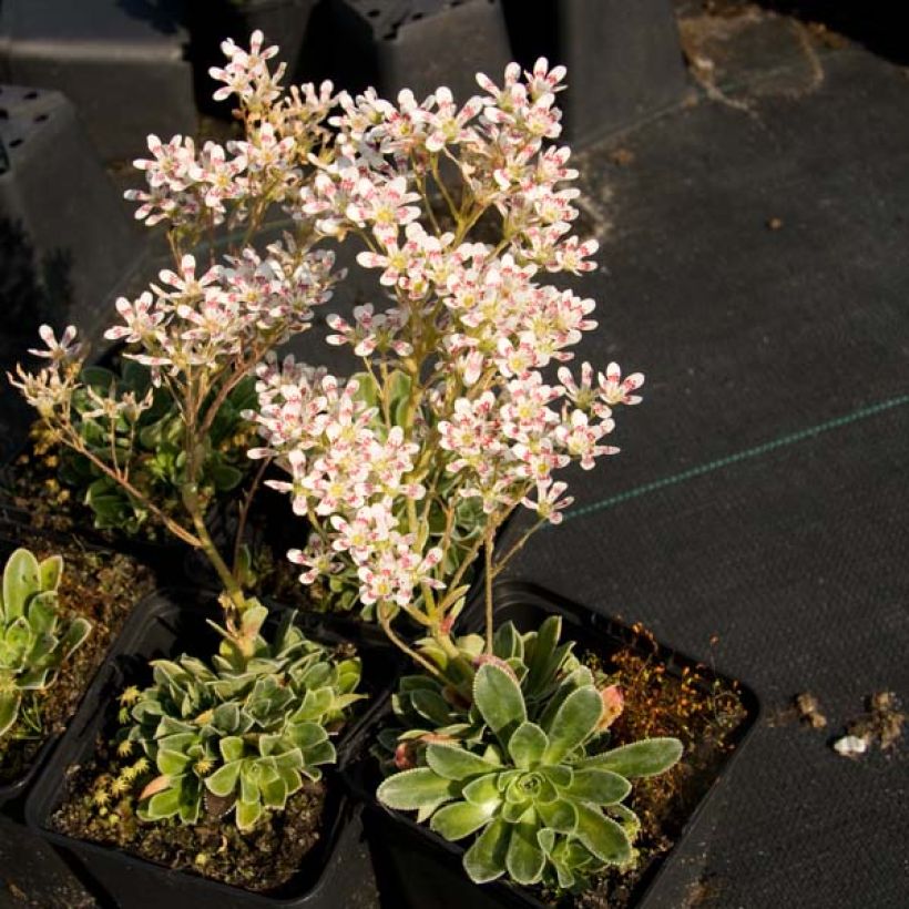 Saxifraga cotyledon Southside Seedling (Hábito)