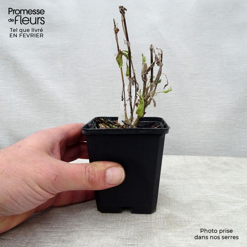 Amostra de Scabieuse - Scabiosa Cherry Vanilla Scoop Godet de 8/9 cm tal como entregue no inverno