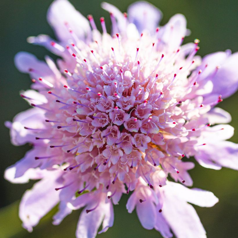 Scabiosa columbaria Pincushion Pink (Floração)