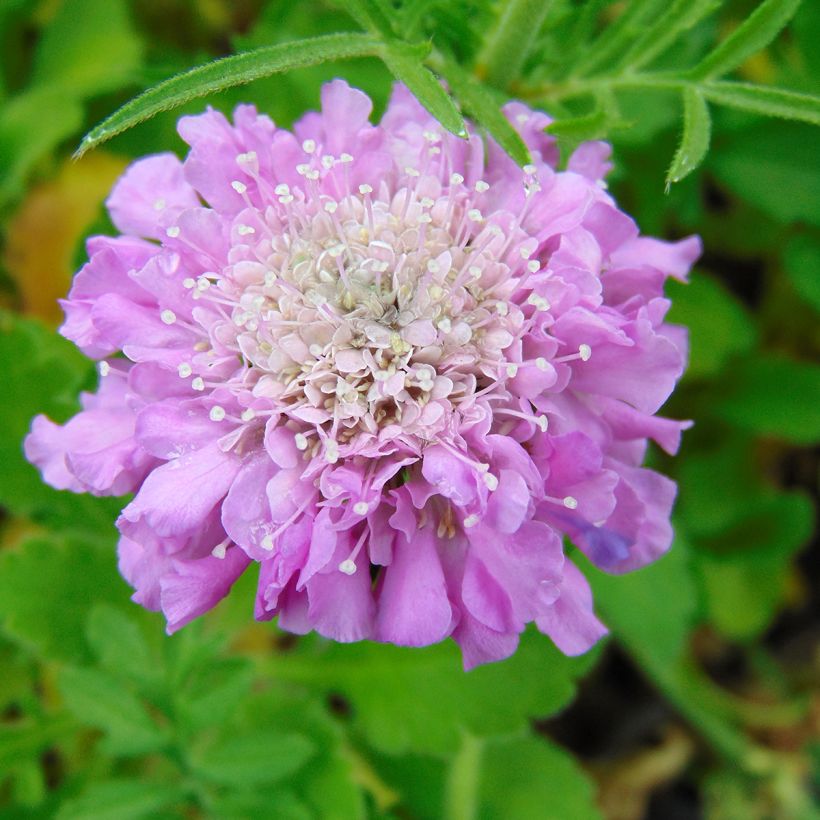 Scabiosa columbaria Pink Mist (Floração)