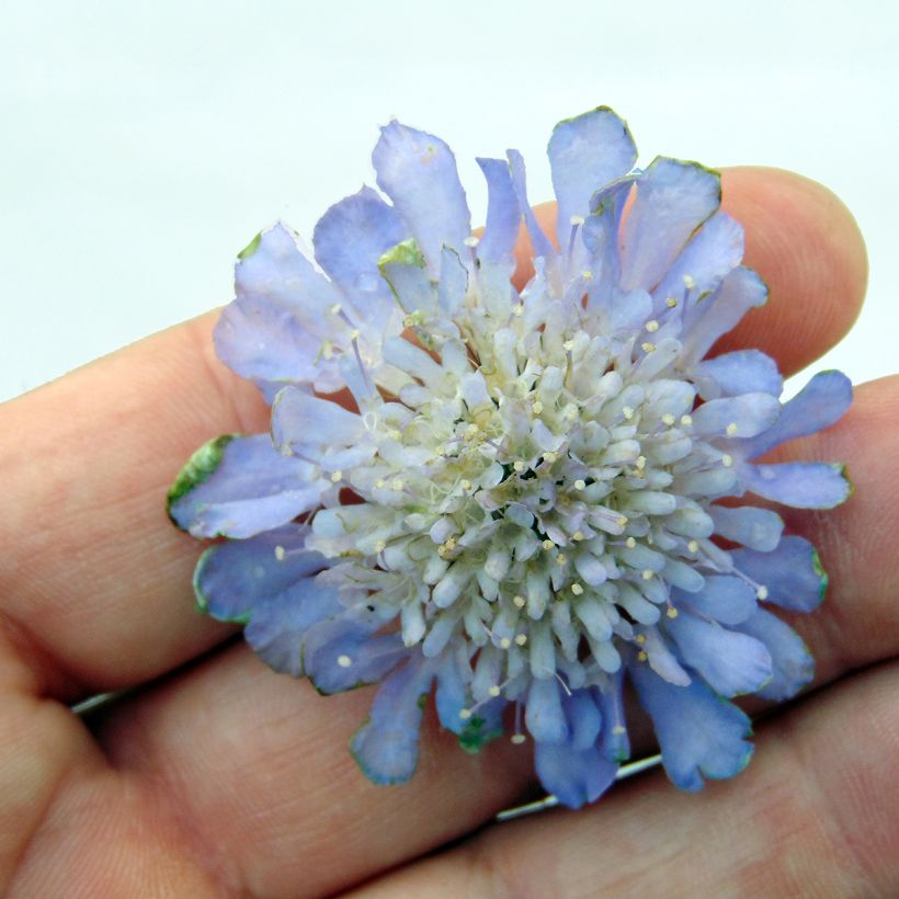 Scabiosa columbaria Butterfly Blue (Floração)