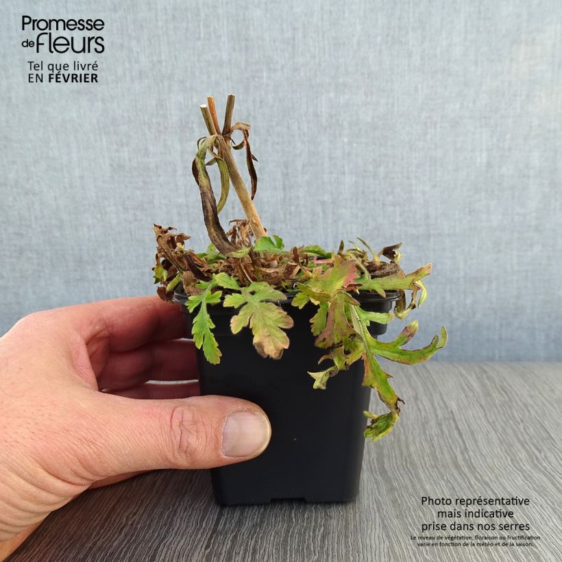 Amostra de Scabiosa columbaria Butterfly Blue Vaso de 7/8 cm tal como entregue no inverno