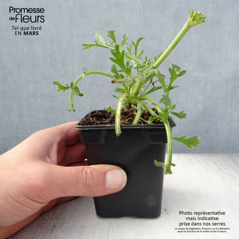 Amostra de Scabiosa columbaria Butterfly Blue Vaso de 7/8 cm tal como entregue na primavera