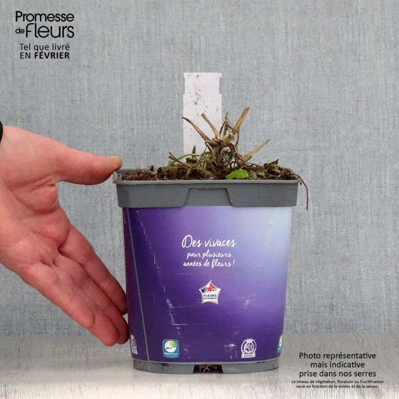 Amostra de Scabiosa columbaria Butterfly Blue Vaso de 2 L/3 L tal como entregue no inverno