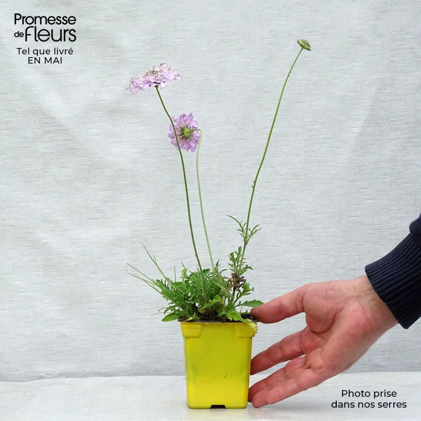 Amostra de Scabiosa columbaria Pink Mist Vaso de 7/8 cm tal como entregue na primavera