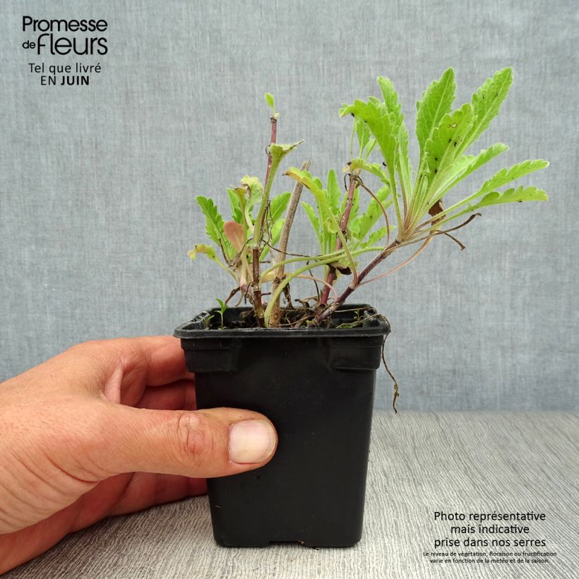Amostra de Scabiosa columbaria Pink Mist Vaso de 7/8 cm tal como entregue no verão