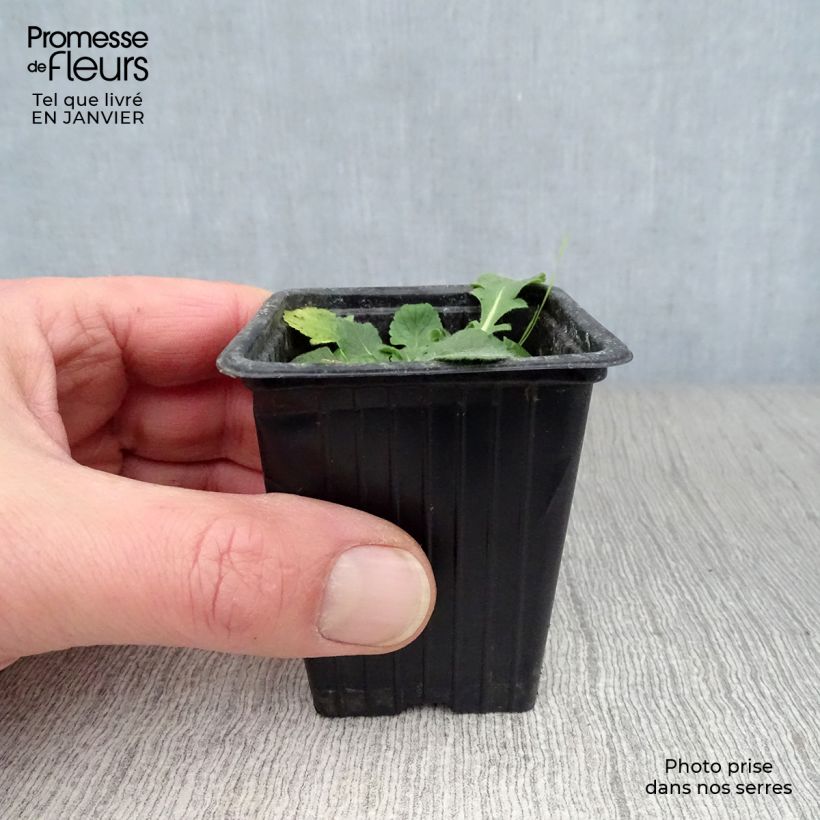 Amostra de Scabiosa columbaria Pink Mist Vaso de 7/8 cm tal como entregue no inverno