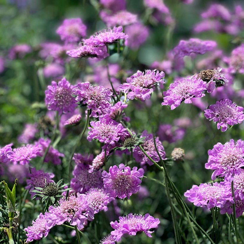 Scabiosa columbaria Pink Mist (Hábito)