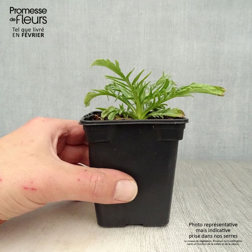 Amostra de Scabieuse du Caucase - Scabiosa caucasica Alba Vaso de 7/8 cm tal como entregue no inverno