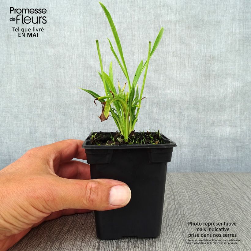 Amostra de Scabiosa caucasica Alba Vaso de 7/8 cm tal como entregue na primavera