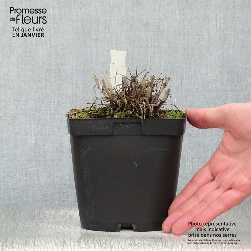 Amostra de Scabieuse du Caucase - Scabiosa caucasica Alba Vaso de 2 L/3 L tal como entregue no inverno