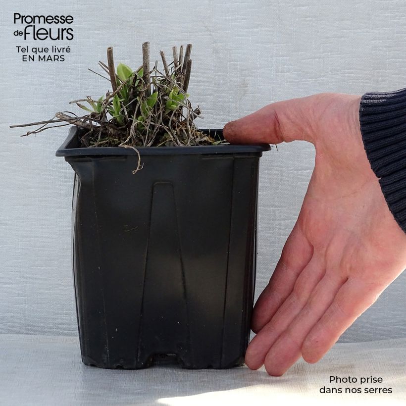 Amostra de Scabiosa caucasica Alba Vaso de 2 L/3 L tal como entregue na primavera