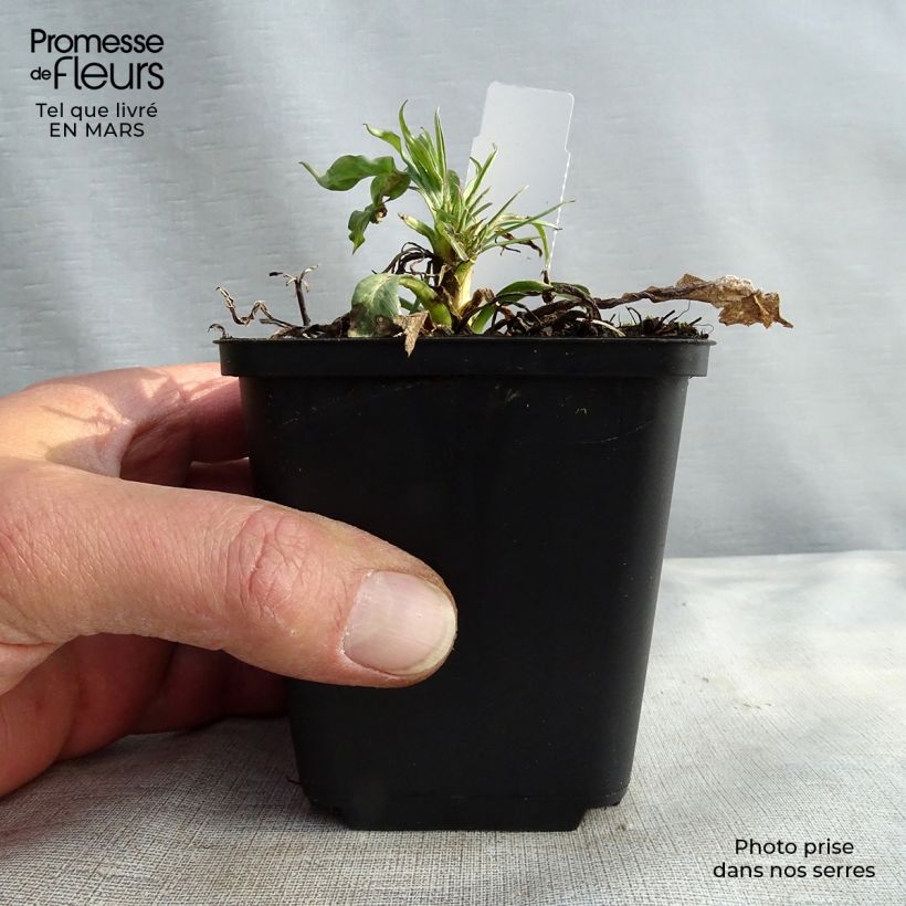 Amostra de Scabieuse du Caucase - Scabiosa caucasica Fama Godet de 8/9 cm tal como entregue no inverno